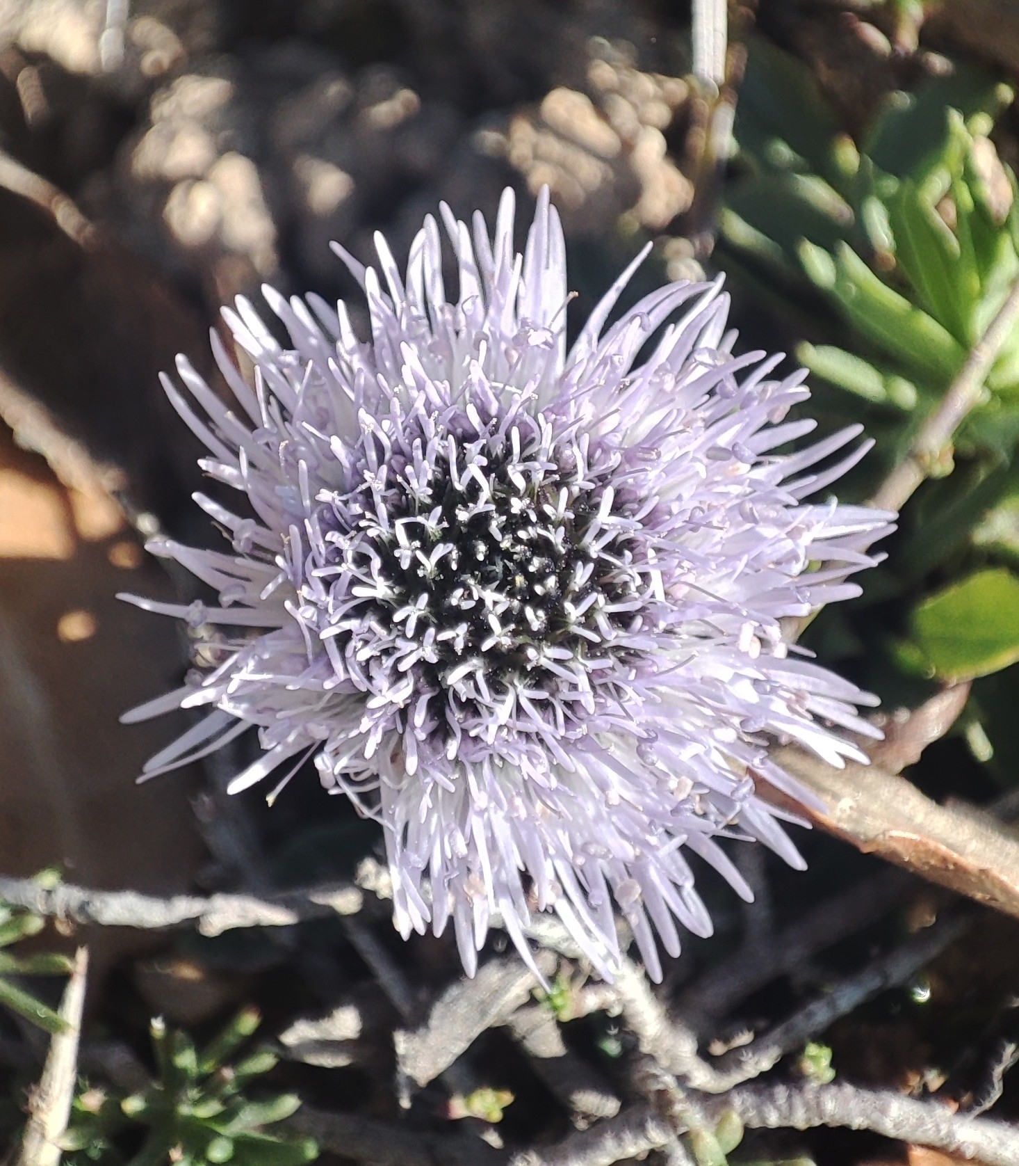 Common Blue Daisy (Globularia vulgaris)