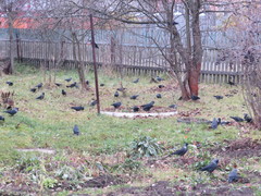 Corvus monedula soemmerringii