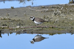 Charadrius dubius curonicus