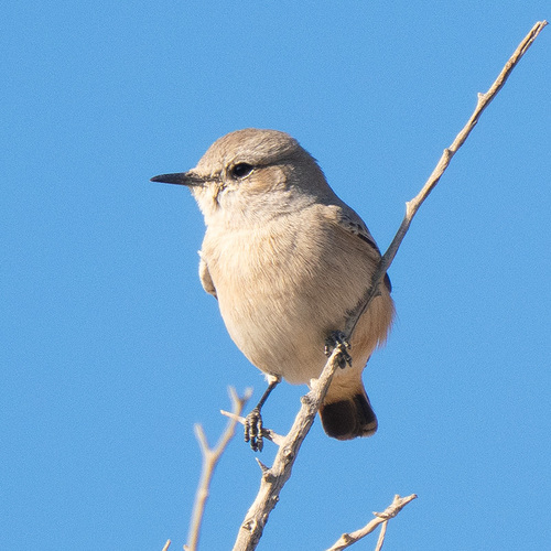 Red-tailed Wheatear