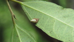 Eriovixia pseudocentrodes
