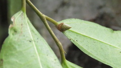 Eriovixia pseudocentrodes