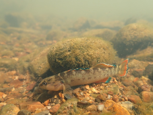 Orangebelly darter (Etheostoma radiosum) — Percidae