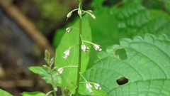 Lysimachia decurrens