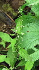 Lysimachia decurrens