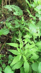 Lysimachia decurrens