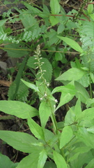Lysimachia decurrens