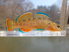 Orangebelly Darter photo 1