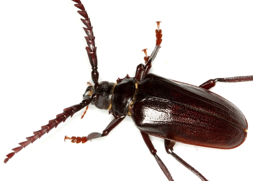 California Root Borer