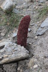 Cynomorium coccineum, photograph (c) Olivier Argagnon, some rights reserved (CC BY)