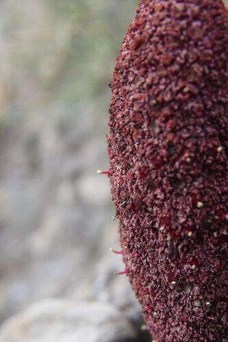 Cynomorium coccineum, photograph 3