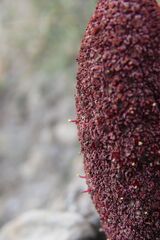 Cynomorium coccineum, photograph (c) Olivier Argagnon, some rights reserved (CC BY)