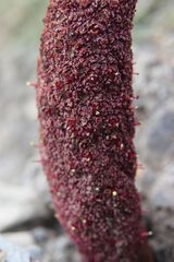 Cynomorium coccineum, photograph (c) Olivier Argagnon, some rights reserved (CC BY)