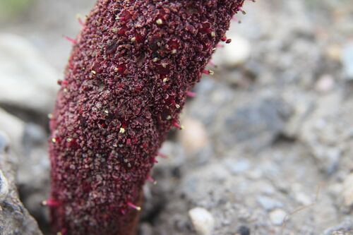 Cynomorium coccineum, photograph 5