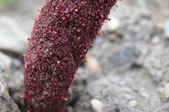 Cynomorium coccineum, photograph (c) Olivier Argagnon, some rights reserved (CC BY)