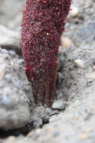 Cynomorium coccineum, photograph 6