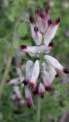 Fumaria capreolata