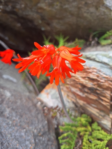 Cyrtanthus staadensis