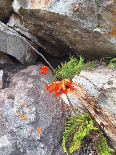 Cyrtanthus staadensis