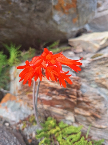 Cyrtanthus staadensis