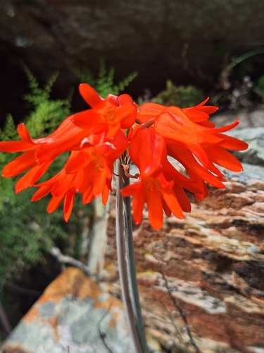 Cyrtanthus staadensis