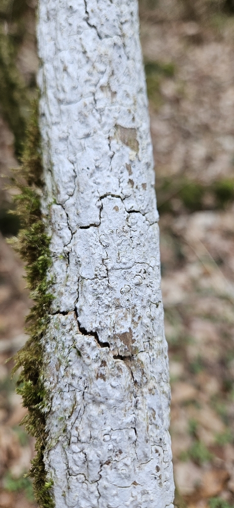 Lyomyces sambuci · March 2026 · photo: © run4 (iNaturalist, cc-by)