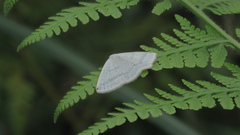 Lomographa percnosticta