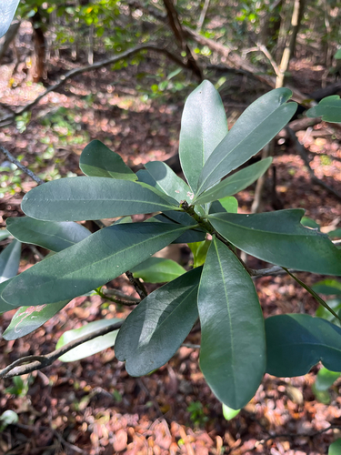 Canella winterana, photograph 4
