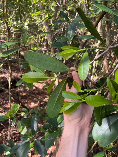 Canella winterana, photograph 6
