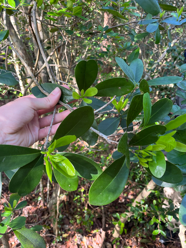 Canella winterana, photograph 5