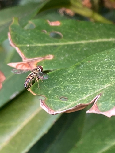 Unknown species found near Moringside Ln, Maryville, TN, US