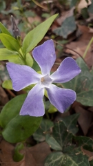 Vinca major