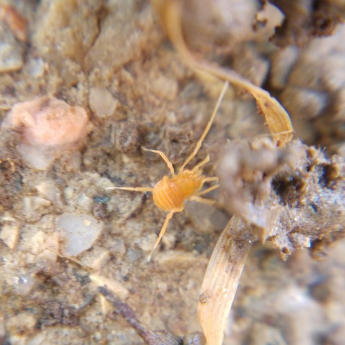 Representative image of Scotolemon