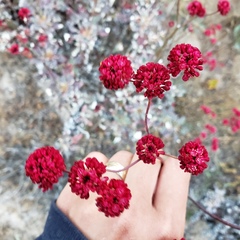 Eriogonum grande rubescens