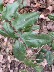 Berberideae