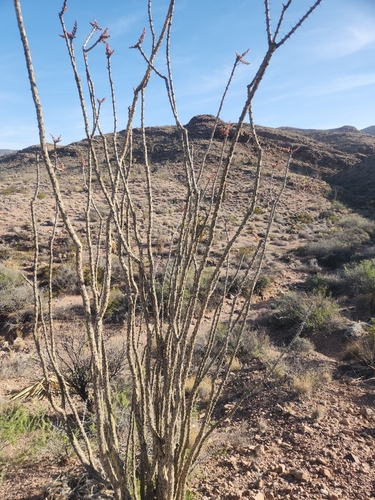 ocotillo
