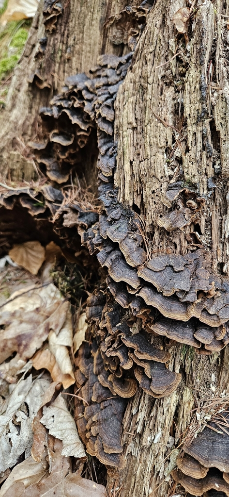 Hymenochaete rubiginosa · March 2026 · photo: © run4 (iNaturalist, cc-by)