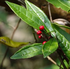 Ardisia lindleyana