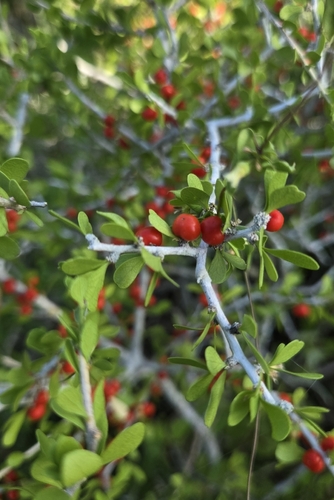 Desert Yaupon (Schaefferia cuneifolia)