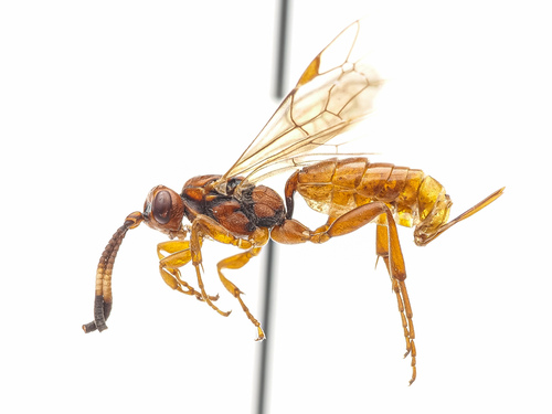 Crypteffigies megalurus