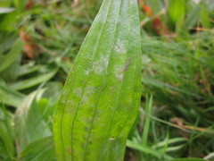 Podosphaera plantaginis