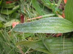 Podosphaera plantaginis