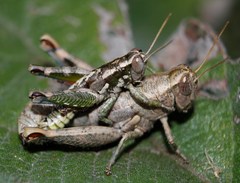 Phaulotettix compressus