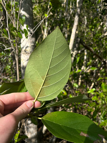 Cordia sebestena