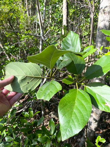 Cordia sebestena