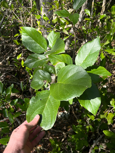 Cordia sebestena
