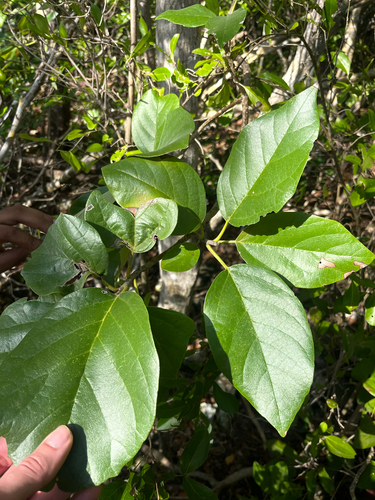 Cordia sebestena