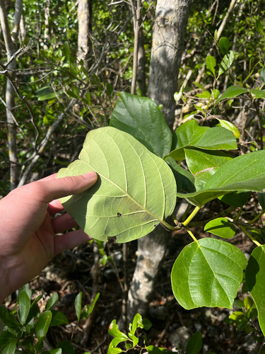 Cordia sebestena
