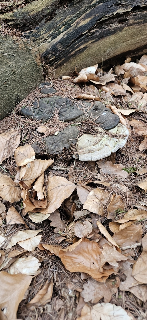 Ganoderma applanatum · March 2026 · photo: © run4 (iNaturalist, cc-by)