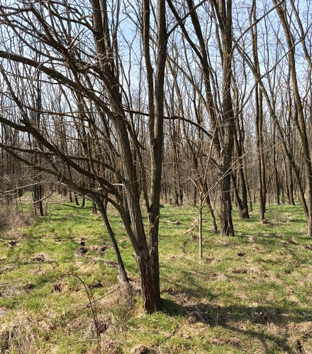 black locust